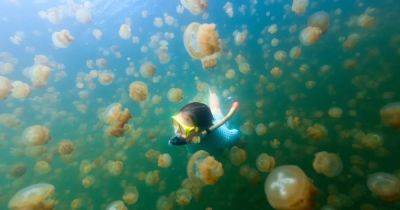 Желейный суп. Необитаемый остров в Тихом океане скрывает озеро с миллионами уникальных медуз
