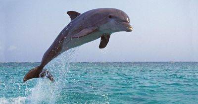 Набирают часовых. Ученые рассказали, зачем российский флот массово вербует дельфинов в Черном море