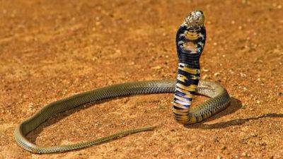 Что делать при укусе змеи в Израиле