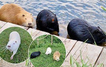 В реках Литвы живут похожие на бобров животные