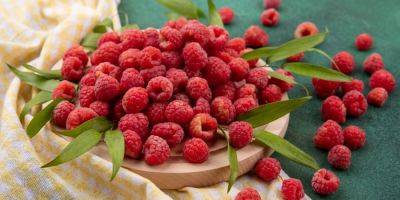 Не только от простуды. Чем полезна малина и сколько ягод можно есть в день - nv.ua - Украина