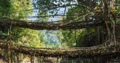 Создавая невозможное: как образовались "живые" мосты Индии, соединяющие более 75 отдаленных сел