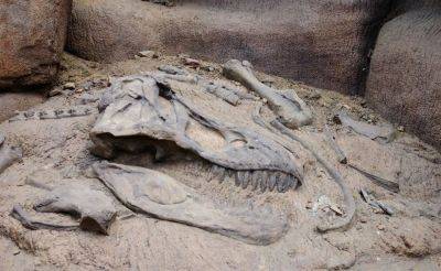 Эксперты предложили создать в Узбекистане специализированные парки и музеи, посвященные динозаврам