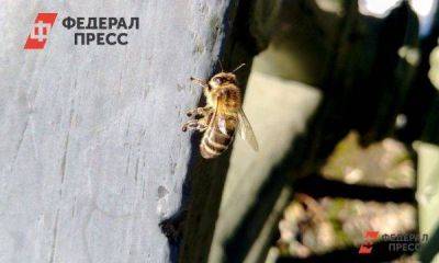 Бизнес умирает: пасечники Исетского района несут убытки из-за массовой гибели пчел