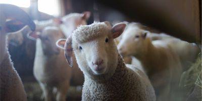 Украина отныне может экспортировать сельскохозяйственных животных в Ливан