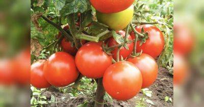 Дайте в июле томатам и перцу этот очень питательный раствор изумрудного цвета: урожай увеличится в разы