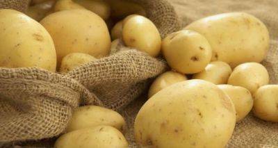 Такая картошка ядовита, но продается в магазинах: не покупайте ее