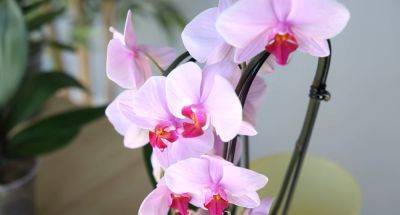 Чайная ложка и стакан: этот способ поможет вашей орхидее цвести пышно и очень долго
