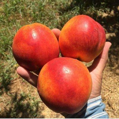 Этот фрукт полезен всем: какие витамины содержатся в персике