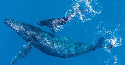Очень интимный момент. Ученые засняли редкие кадры кормления горбатого кита под водой (видео)
