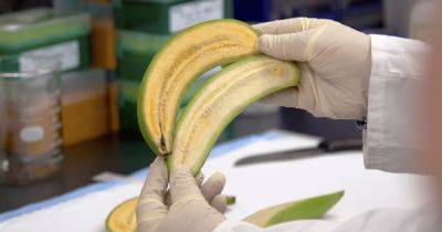 Проект Banana21: ученые создали "супербанан", который поможет спасти миллионы жизней