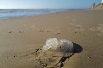 Удача лета: в этом году на побережье Израиля мало медуз