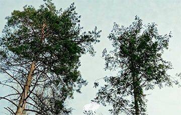 В Беловежской пуще нашли редкие для Беларуси деревья