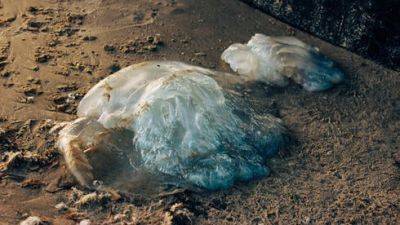 Медузы в этом году не приплыли к берегам Израиля