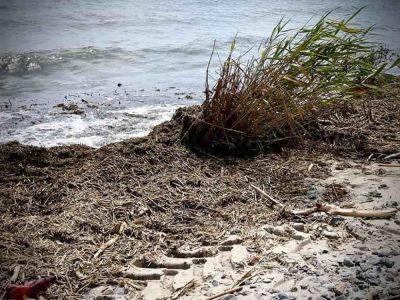 Дно одесского побережья засорено бытовым мусором | Новости Одессы