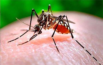 Что будет, если намочить комара?