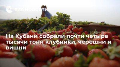 Аграрии Краснодарского края собрали 3,8 тысячи тонн клубники, черешни и вишни
