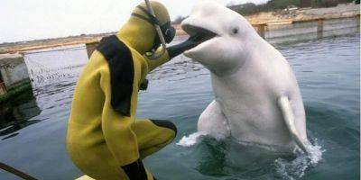 Боевые дельфины РФ. Что они умеют и способны ли защитить корабли агрессора — ВВС Украина