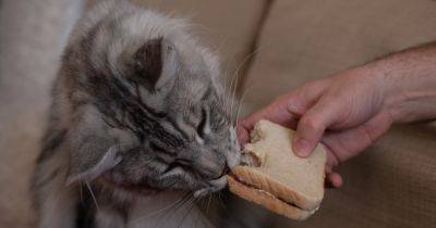 Можно ли кормить кошку хлебом: ответ экспертов
