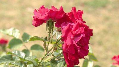 Сезон цветения роз в Центральном ботаническом саду