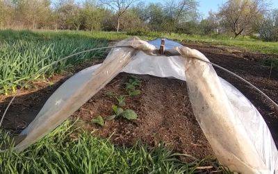 Урожай будет удивлять своими размерами и количеством: как насытить почву на огороде кальцием