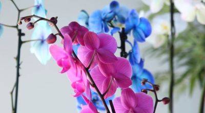 Орхидея зацветет уже через неделю: секретный способ заставить орхидею пустить цветочную стрелку