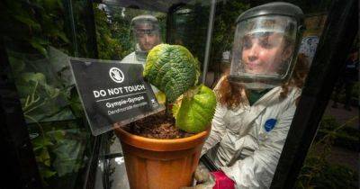 Рискуют умереть: в "ядовитом саду" выращивают самое болезненное растение в мире (фото)