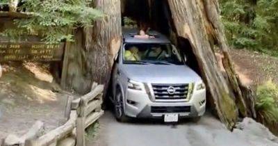 Не пролез: внедорожник Nissan застрял в стволе 2500-летнего дерева (видео)