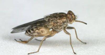 Почему люди иногда не могут быстро прихлопнуть муху: для этого есть важная причина