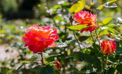 Как спасти розы в жару и не дать им засохнуть: вот что нужно сделать с кустами