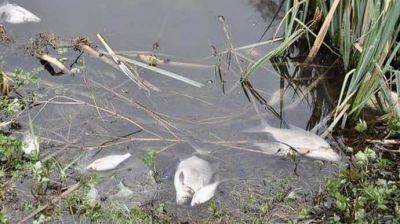 На Полтавщине из-за загрязнения реки Псел запретили купание, рыбалку и использование воды