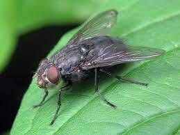 Как быстро избавиться от мух – озвучен эффективный способ