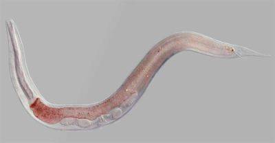Ученые реанимировали после вечной мерзлоты круглого червя, которому 46 тысяч лет – фото и видео