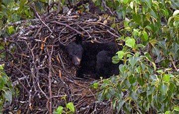 Медведь забрался в гнездо орлана и там уснул