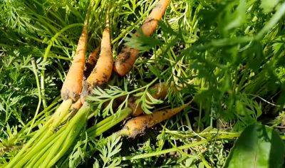 Будет целая и упругая: чем подкормить морковь, чтобы в ней не завелись жуки