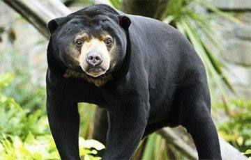 Китайский зоопарк показывал переодетых людей вместо малайских медведей?