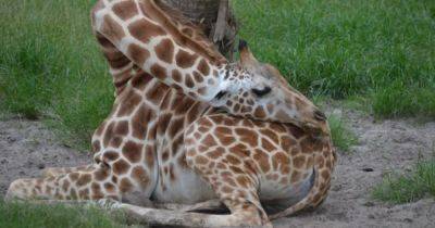Завязываются в узел. Ученые рассказали, как на самом деле спят жирафы с их длинными шеями