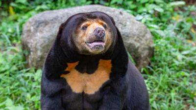 Подозрение: зоопарк держит вместо медведей переодетых людей