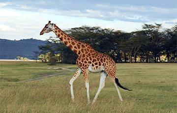 Ученые рассказали, как на самом деле спят жирафы с их длинными шеями