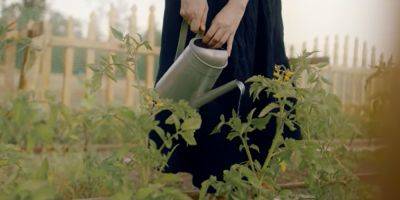 Не оставляйте почву "голой" на зиму: чем нужно засеять грядки после сбора урожая