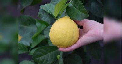 Настоящее цитрусовое царство: как в теплицах выращивать лимоны