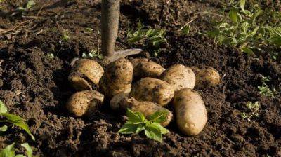 На Львовщине люди отравились газами картошки: 4 погибших