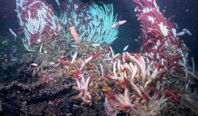Под дном Тихого океана нашли неизвестный мир живых существ