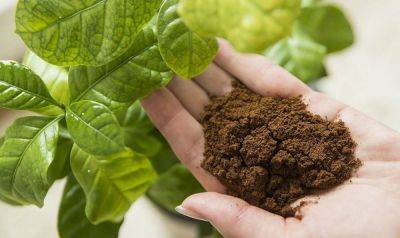 Подкормка растений кофе – как это правильно делать