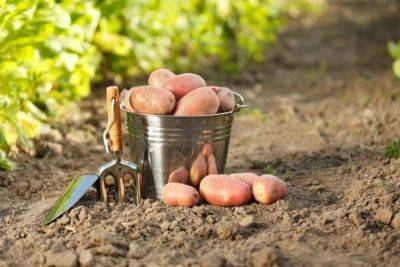 Когда копать картошку – как понять, что можно выкапывать картошку – правила хранения