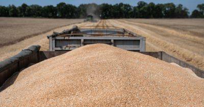 "Накормят даром": Россия отправит тысячи тонн зерна странам Африки (инфографика)