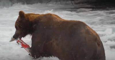 Аппетит в порядке: самый популярный медведь на Аляске съел 45 кг лосося за 3 дня (видео)