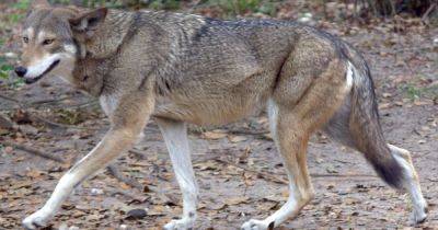 Головная боль фермеров: исчезающих красных волков в США будут выпускать на свободу - focus.ua - США - Украина - шт.Северная Каролина