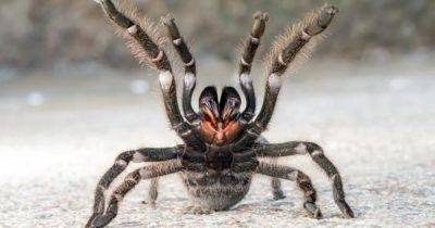 Персидская Златовласка. Ученые обнаружили новый вид тарантула с волосками из "золота" (фото)