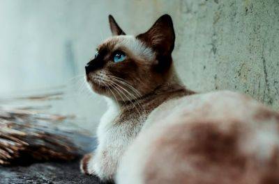 Это может быть депрессия: почему кошка "чирикает" глядя в окно на птичек